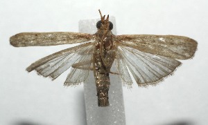  ( - 16-SRNP-105697)  @13 [ ] CreativeCommons  Attribution Non-Commercial Share-Alike (2017) Daniel H. Janzen Guanacaste Dry Forest Conservation Fund