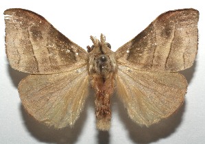  ( - 16-SRNP-106412)  @14 [ ] CreativeCommons  Attribution Non-Commercial Share-Alike (2017) Daniel H. Janzen Guanacaste Dry Forest Conservation Fund