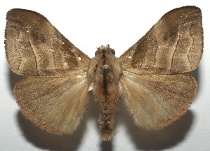  ( - 16-SRNP-106413)  @14 [ ] CreativeCommons  Attribution Non-Commercial Share-Alike (2017) Daniel H. Janzen Guanacaste Dry Forest Conservation Fund