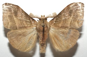  ( - 16-SRNP-106415)  @14 [ ] CreativeCommons  Attribution Non-Commercial Share-Alike (2017) Daniel H. Janzen Guanacaste Dry Forest Conservation Fund