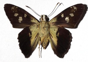  ( - 16-SRNP-1323)  @14 [ ] CreativeCommons - Attribution Non-Commercial Share-Alike (2018) Daniel H. Janzen Guanacaste Dry Forest Conservation Fund