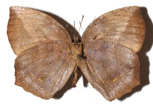  ( - 16-SRNP-1624)  @12 [ ] CreativeCommons - Attribution Non-Commercial Share-Alike (2018) Daniel H. Janzen Guanacaste Dry Forest Conservation Fund