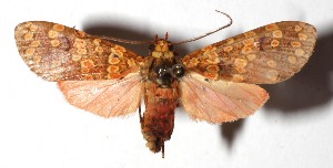  ( - 16-SRNP-1651)  @14 [ ] CreativeCommons - Attribution Non-Commercial Share-Alike (2018) Daniel H. Janzen Guanacaste Dry Forest Conservation Fund