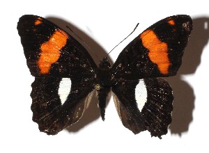  ( - 16-SRNP-31789)  @13 [ ] CreativeCommons  Attribution Non-Commercial Share-Alike (2019) Daniel H. Janzen Guanacaste Dry Forest Conservation Fund