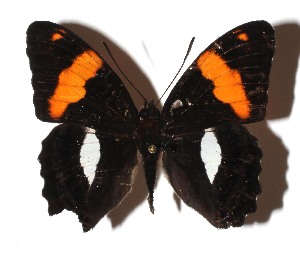  ( - 16-SRNP-31825)  @13 [ ] CreativeCommons  Attribution Non-Commercial Share-Alike (2019) Daniel H. Janzen Guanacaste Dry Forest Conservation Fund