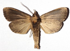  ( - 16-SRNP-46281)  @13 [ ] CreativeCommons - Attribution Non-Commercial Share-Alike (2018) Daniel H. Janzen Guanacaste Dry Forest Conservation Fund