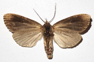  ( - 16-SRNP-46283)  @13 [ ] CreativeCommons - Attribution Non-Commercial Share-Alike (2018) Daniel H. Janzen Guanacaste Dry Forest Conservation Fund