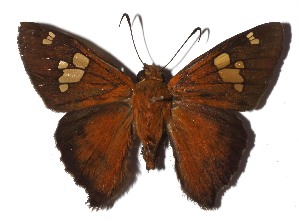  ( - 16-SRNP-70473)  @11 [ ] CreativeCommons  Attribution Non-Commercial Share-Alike (2023) Daniel H. Janzen Guanacaste Dry Forest Conservation Fund