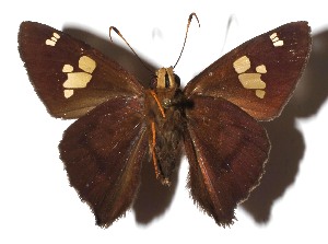  ( - 16-SRNP-70473)  @11 [ ] CreativeCommons  Attribution Non-Commercial Share-Alike (2019) Daniel H. Janzen Guanacaste Dry Forest Conservation Fund