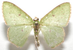  ( - 17-SRNP-102752)  @13 [ ] CreativeCommons - Attribution Non-Commercial Share-Alike (2018) Daniel H. Janzen Guanacaste Dry Forest Conservation Fund