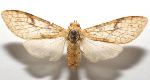  ( - 17-SRNP-103769)  @13 [ ] CreativeCommons - Attribution Non-Commercial Share-Alike (2018) Daniel H. Janzen Guanacaste Dry Forest Conservation Fund