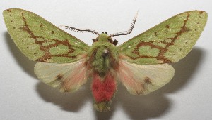  ( - 17-SRNP-104009)  @13 [ ] CreativeCommons - Attribution Non-Commercial Share-Alike (2018) Daniel H. Janzen Guanacaste Dry Forest Conservation Fund