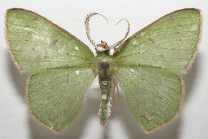  ( - 17-SRNP-104031)  @13 [ ] CreativeCommons - Attribution Non-Commercial Share-Alike (2018) Daniel H. Janzen Guanacaste Dry Forest Conservation Fund