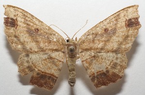  (Cyclophora BioLep92 - 17-SRNP-104059)  @11 [ ] CreativeCommons - Attribution Non-Commercial Share-Alike (2018) Daniel H. Janzen Guanacaste Dry Forest Conservation Fund