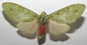  ( - 17-SRNP-104961)  @13 [ ] CreativeCommons - Attribution Non-Commercial Share-Alike (2018) Daniel H. Janzen Guanacaste Dry Forest Conservation Fund