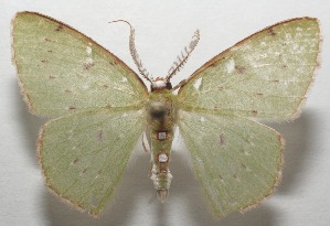  ( - 17-SRNP-105041)  @13 [ ] CreativeCommons - Attribution Non-Commercial Share-Alike (2018) Daniel H. Janzen Guanacaste Dry Forest Conservation Fund