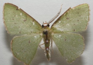  ( - 17-SRNP-105337)  @13 [ ] CreativeCommons - Attribution Non-Commercial Share-Alike (2018) Daniel H. Janzen Guanacaste Dry Forest Conservation Fund