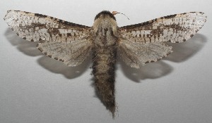  ( - 17-SRNP-106216)  @11 [ ] CreativeCommons - Attribution Non-Commercial Share-Alike (2018) Daniel H. Janzen Guanacaste Dry Forest Conservation Fund