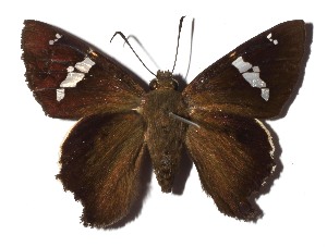  ( - 17-SRNP-20069)  @11 [ ] CreativeCommons  Attribution Non-Commercial Share-Alike (2019) Daniel H. Janzen Guanacaste Dry Forest Conservation Fund