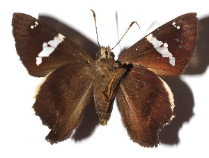  ( - 17-SRNP-20069)  @11 [ ] CreativeCommons  Attribution Non-Commercial Share-Alike (2023) Daniel H. Janzen Guanacaste Dry Forest Conservation Fund