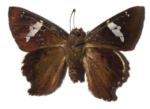  ( - 17-SRNP-20158)  @11 [ ] CreativeCommons  Attribution Non-Commercial Share-Alike (2023) Daniel H. Janzen Guanacaste Dry Forest Conservation Fund