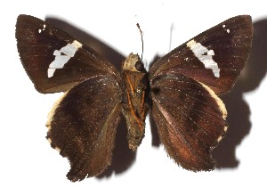  ( - 17-SRNP-20158)  @11 [ ] CreativeCommons  Attribution Non-Commercial Share-Alike (2023) Daniel H. Janzen Guanacaste Dry Forest Conservation Fund