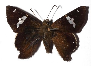  ( - 17-SRNP-30789)  @11 [ ] CreativeCommons  Attribution Non-Commercial Share-Alike (2019) Daniel H. Janzen Guanacaste Dry Forest Conservation Fund