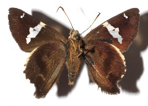  ( - 17-SRNP-30789)  @11 [ ] CreativeCommons  Attribution Non-Commercial Share-Alike (2023) Daniel H. Janzen Guanacaste Dry Forest Conservation Fund