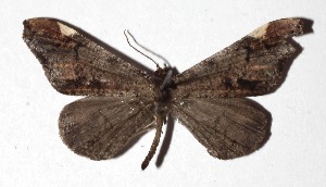  ( - 17-SRNP-31557)  @11 [ ] CreativeCommons  Attribution Non-Commercial Share-Alike (2019) Daniel H. Janzen Guanacaste Dry Forest Conservation Fund