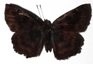  ( - 17-SRNP-45267)  @11 [ ] CreativeCommons - Attribution Non-Commercial Share-Alike (2018) Daniel H. Janzen Guanacaste Dry Forest Conservation Fund