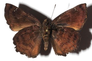  ( - 17-SRNP-45267)  @11 [ ] CreativeCommons - Attribution Non-Commercial Share-Alike (2018) Daniel H. Janzen Guanacaste Dry Forest Conservation Fund