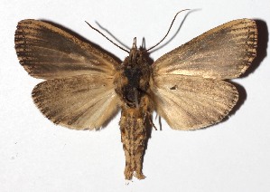  ( - 17-SRNP-71591)  @13 [ ] CreativeCommons - Attribution Non-Commercial Share-Alike (2018) Daniel H. Janzen Guanacaste Dry Forest Conservation Fund