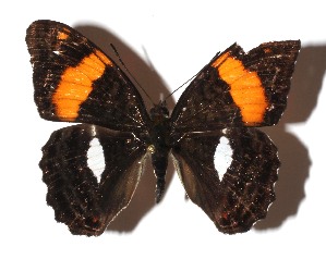  ( - 17-SRNP-72230)  @13 [ ] CreativeCommons  Attribution Non-Commercial Share-Alike (2019) Daniel H. Janzen Guanacaste Dry Forest Conservation Fund