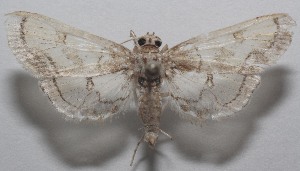  ( - 18-SRNP-107157)  @11 [ ] CreativeCommons  Attribution Non-Commercial Share-Alike (2023) Daniel H. Janzen Guanacaste Dry Forest Conservation Fund