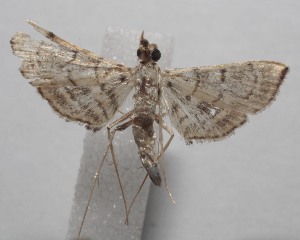  ( - 18-SRNP-107347)  @11 [ ] CreativeCommons  Attribution Non-Commercial Share-Alike (2023) Daniel H. Janzen Guanacaste Dry Forest Conservation Fund