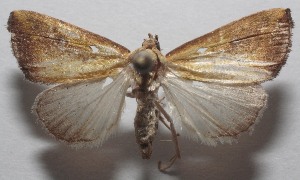  ( - 18-SRNP-107629)  @11 [ ] CreativeCommons  Attribution Non-Commercial Share-Alike (2023) Daniel H. Janzen Guanacaste Dry Forest Conservation Fund