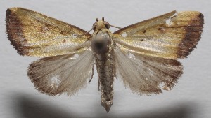  ( - 19-SRNP-100214)  @11 [ ] CreativeCommons  Attribution Non-Commercial Share-Alike (2023) Daniel H. Janzen Guanacaste Dry Forest Conservation Fund