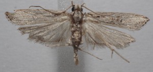  ( - 19-SRNP-100656)  @11 [ ] CreativeCommons  Attribution Non-Commercial Share-Alike (2023) Daniel H. Janzen Guanacaste Dry Forest Conservation Fund