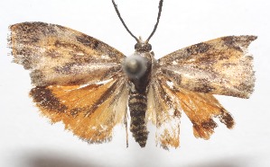  ( - 19-SRNP-101272)  @11 [ ] CreativeCommons  Attribution Non-Commercial Share-Alike (2023) Daniel H. Janzen Guanacaste Dry Forest Conservation Fund