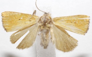  ( - 19-SRNP-102020)  @11 [ ] CreativeCommons  Attribution Non-Commercial Share-Alike (2023) Daniel H. Janzen Guanacaste Dry Forest Conservation Fund