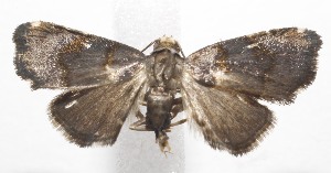  ( - 19-SRNP-102132)  @11 [ ] CreativeCommons  Attribution Non-Commercial Share-Alike (2023) Daniel H. Janzen Guanacaste Dry Forest Conservation Fund