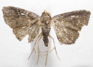  ( - 19-SRNP-102135)  @11 [ ] CreativeCommons  Attribution Non-Commercial Share-Alike (2023) Daniel H. Janzen Guanacaste Dry Forest Conservation Fund