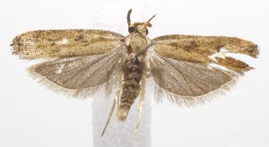  (Glyphidocera BIoLep5203 - 19-SRNP-102252)  @11 [ ] CreativeCommons  Attribution Non-Commercial Share-Alike (2023) Daniel H. Janzen Guanacaste Dry Forest Conservation Fund