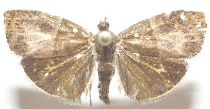  ( - 19-SRNP-102636)  @11 [ ] CreativeCommons  Attribution Non-Commercial Share-Alike (2023) Daniel H. Janzen Guanacaste Dry Forest Conservation Fund