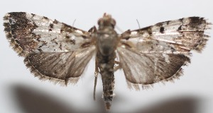  ( - 19-SRNP-103264)  @11 [ ] CreativeCommons  Attribution Non-Commercial Share-Alike (2023) Daniel H. Janzen Guanacaste Dry Forest Conservation Fund