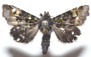  ( - 19-SRNP-103813)  @11 [ ] CreativeCommons  Attribution Non-Commercial Share-Alike (2023) Daniel H. Janzen Guanacaste Dry Forest Conservation Fund