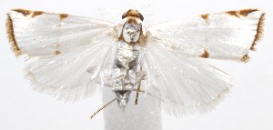  ( - 19-SRNP-104262)  @11 [ ] CreativeCommons  Attribution Non-Commercial Share-Alike (2023) Daniel H. Janzen Guanacaste Dry Forest Conservation Fund