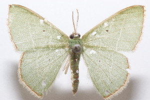  ( - 19-SRNP-104341)  @11 [ ] CreativeCommons  Attribution Non-Commercial Share-Alike (2023) Daniel H. Janzen Guanacaste Dry Forest Conservation Fund