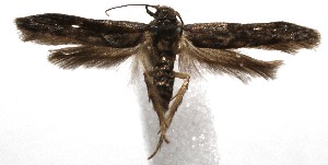  (gelMalaise01 Malaise0052 - 19-SRNP-105441)  @11 [ ] CreativeCommons  Attribution Non-Commercial Share-Alike (2023) Daniel H. Janzen Guanacaste Dry Forest Conservation Fund