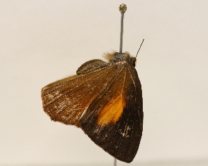  ( - 19-SRNP-30698)  @11 [ ] CreativeCommons  Attribution Non-Commercial Share-Alike (2023) Daniel H. Janzen Guanacaste Dry Forest Conservation Fund